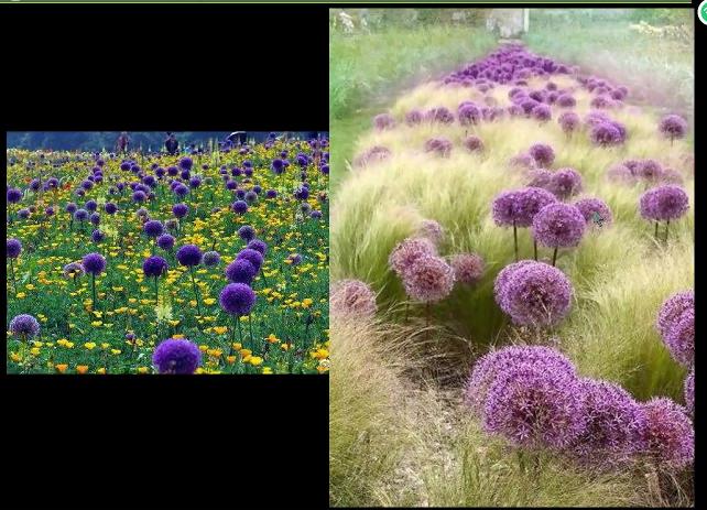 园林花卉学有哪些基础知识,园林花卉学书籍