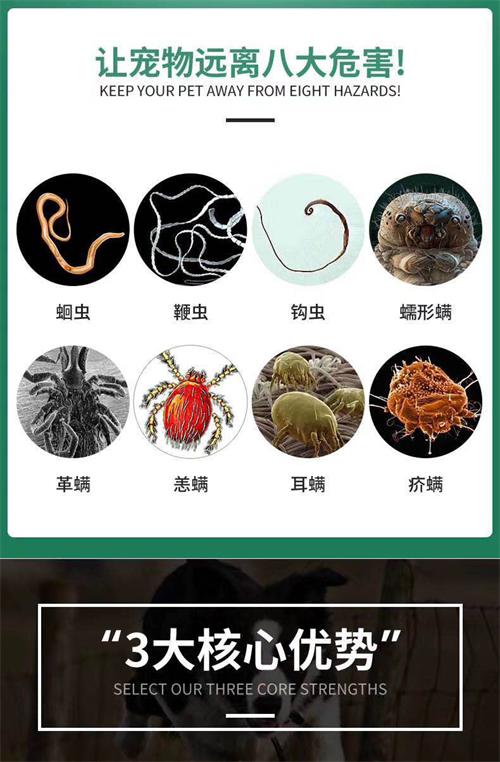狗狗驱虫药怎么选?雷米高伊维菌素片助你一步到位