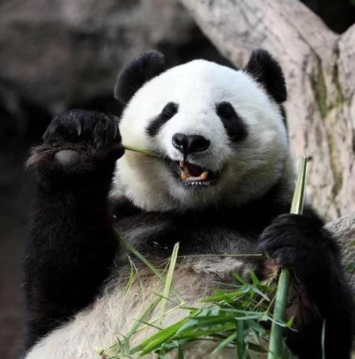 大熊猫最爱吃的竹子是什么竹子,大熊猫为什么吃竹子不伤嘴