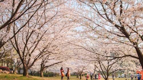 苏州上方山森林公园作文,苏州上方山国家森林公园电话
