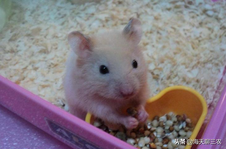 仓鼠养殖攻略,仓鼠的养殖攻略