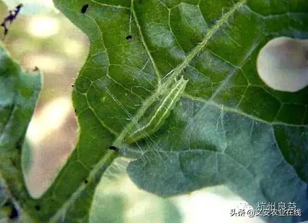 西瓜病虫害防治方法,盆栽西瓜怎么预防虫害