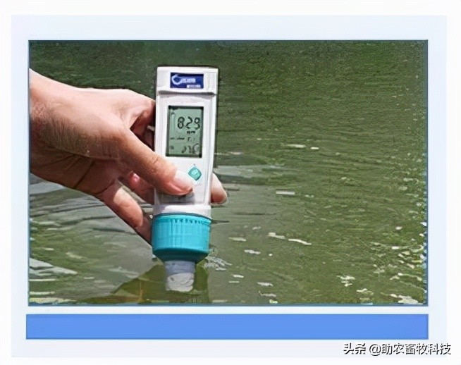 污水池、池塘出现蓝藻、红藻的简单解决方案