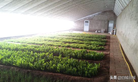 温室大棚促进农业增收,温室大棚农业产业