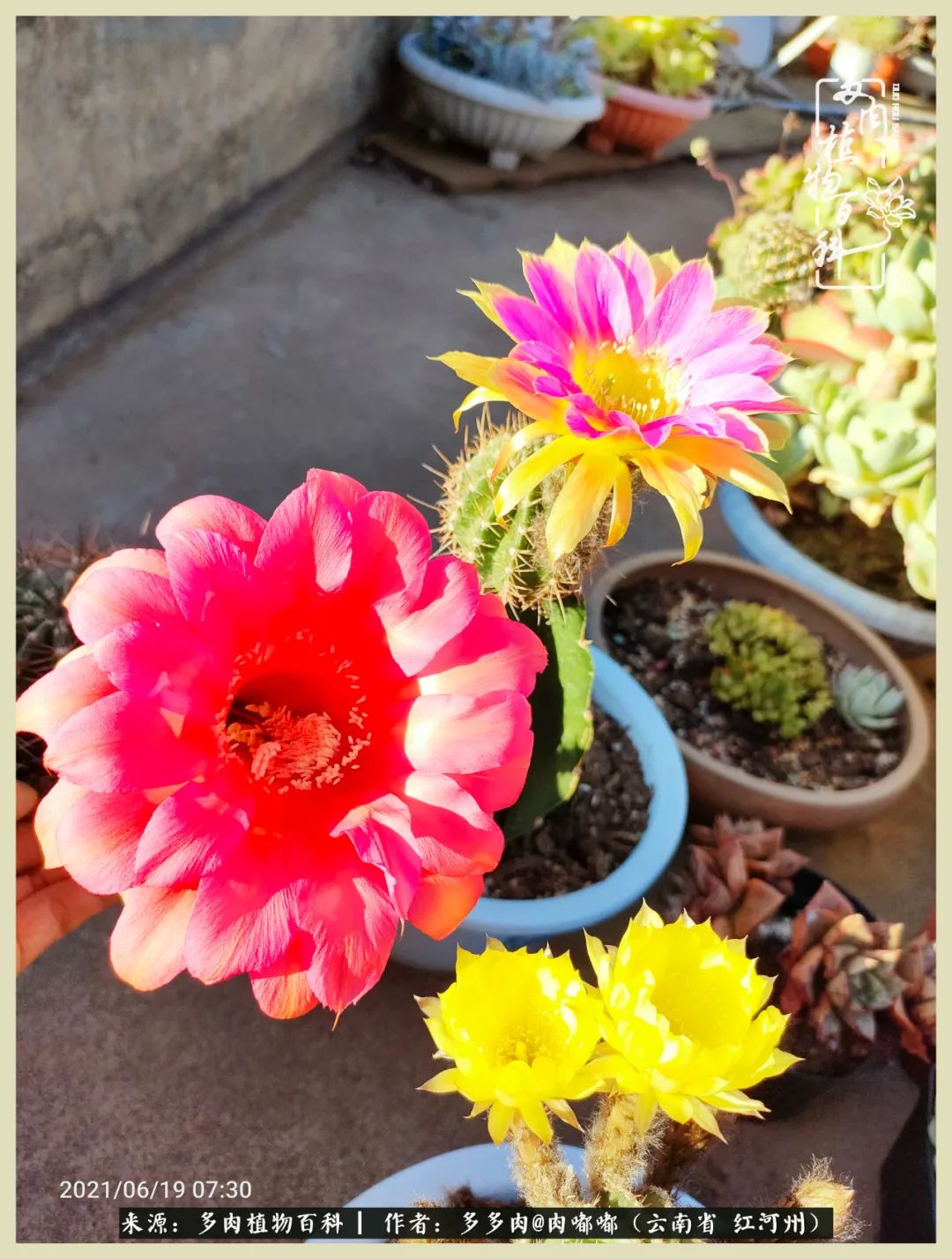 这个春天我们一起去赏花,这个季节我们一起去看花