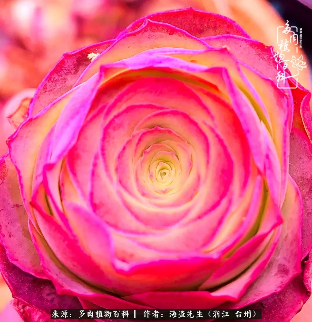 山地玫瑰养护顺口溜,山地玫瑰的养护种植注意事项视频