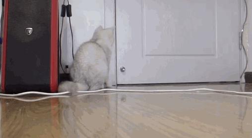 主人出门猫咪自己在家能呆几天,主人外出猫咪在家需要什么