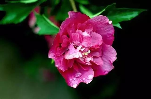 世界顶级奇花异卉,最美奇花异卉