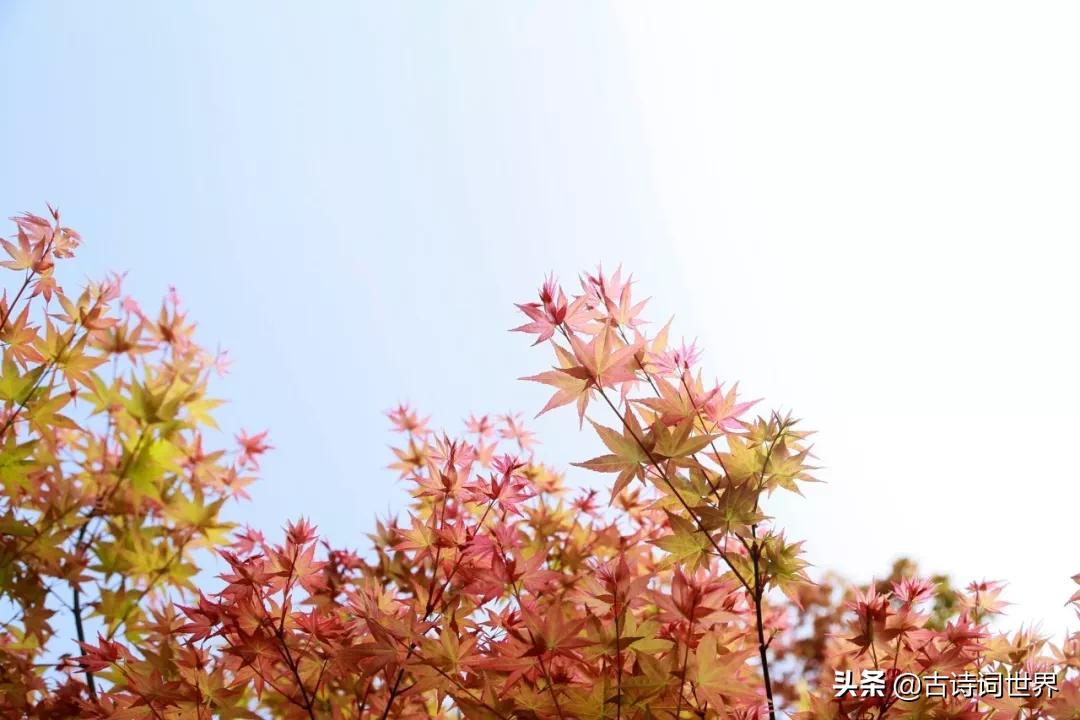 18句令人惊艳诗词,那些被误解的诗词你还知道多少