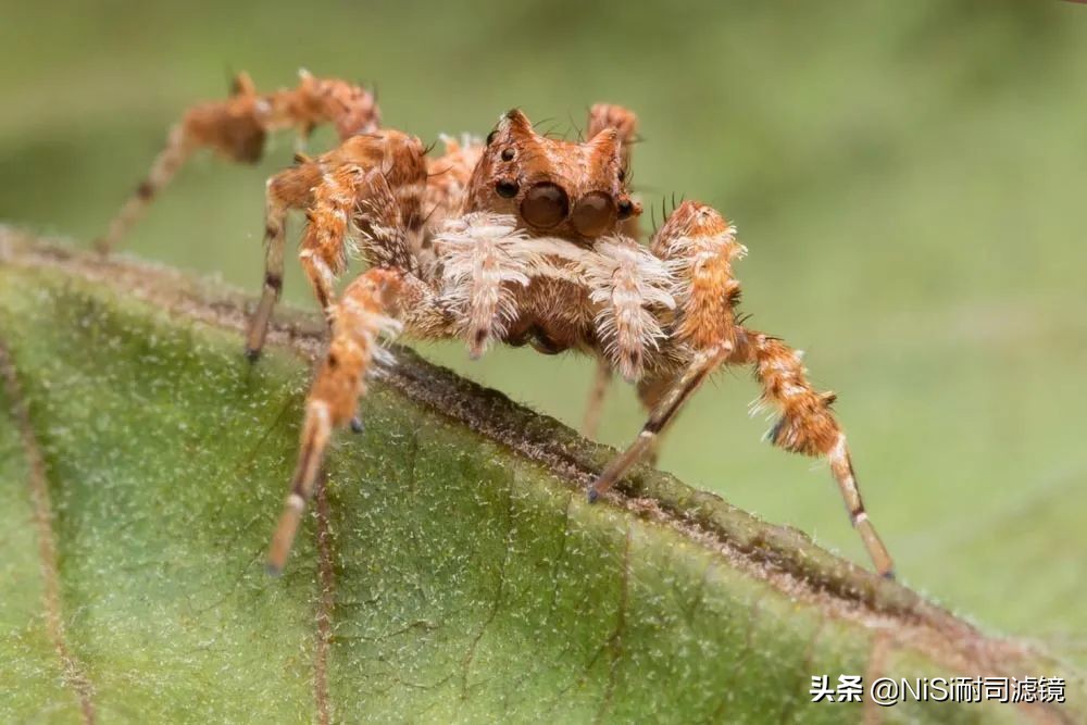 国家地理2023摄影大赛,国家地理摄影大赛冠军