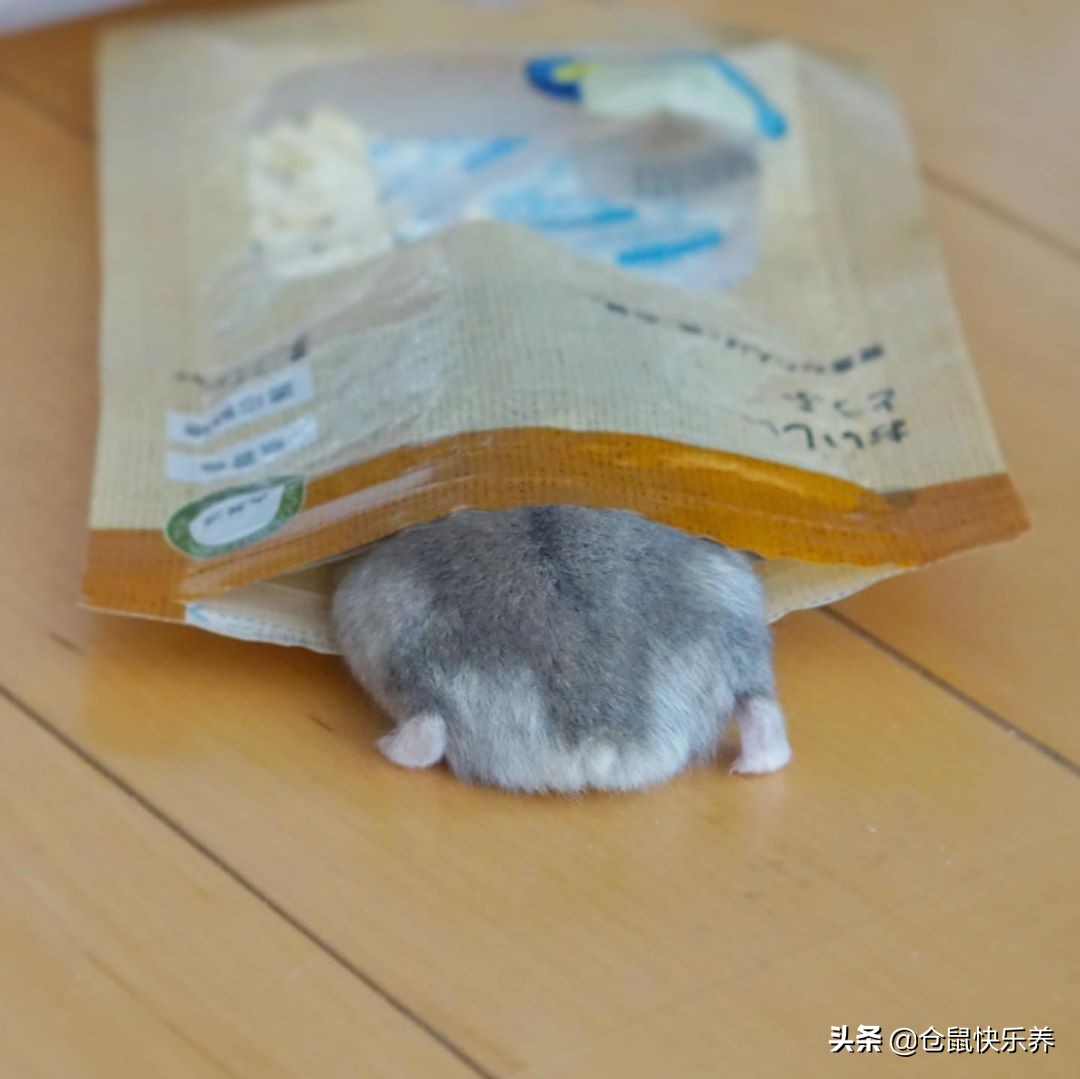 小仓鼠偷吃猫粮被抓住,小仓鼠偷跑到猫笼子里偷吃猫粮