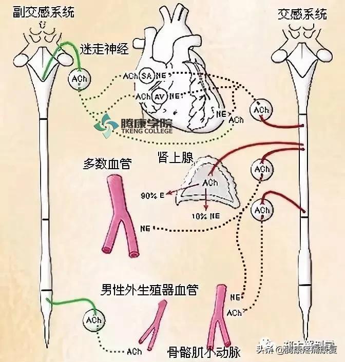 最全！脊神经系统汇总