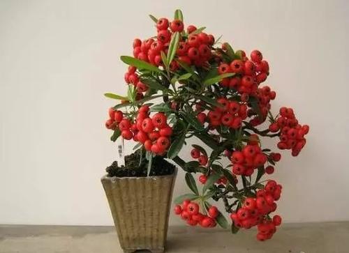 鐩嗘牻鐏椋庢按瀵撴剰,鐏鐩嗘牻涓嶅彂鏂板彾