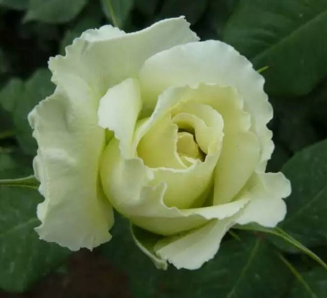 中国十大名花你认识几种呢,中国十大名花你喜欢哪种呢