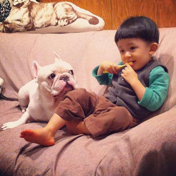 法国斗牛犬可以养多少只,法国斗牛犬的缺点看完你还想养吗