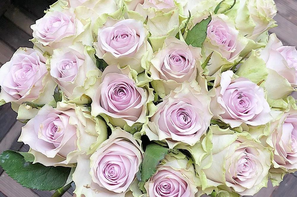 一篇文章带你认识三亚40种花,鲜花图鉴一次性认识30种玫瑰花