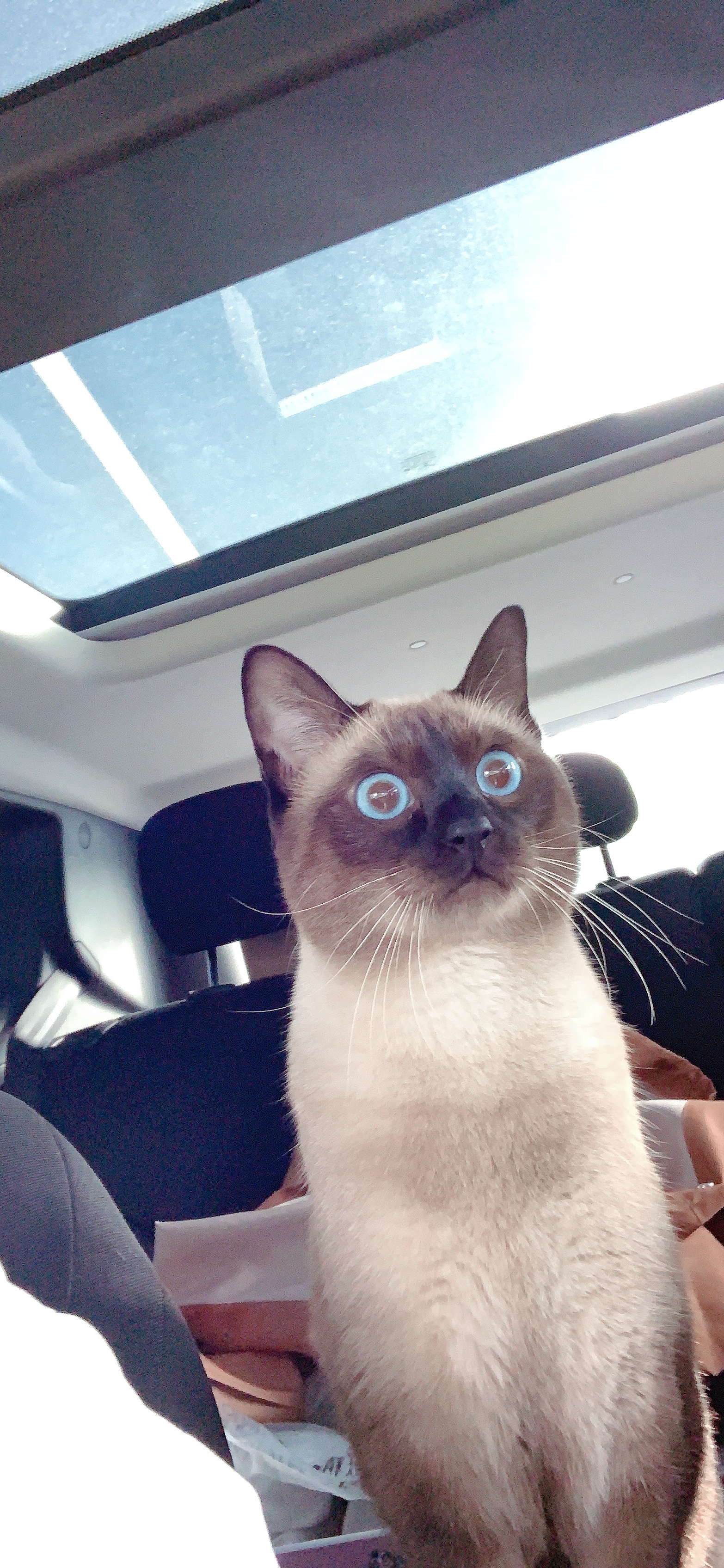 新手买猫要问哪些问题,新手买猫要了解什么