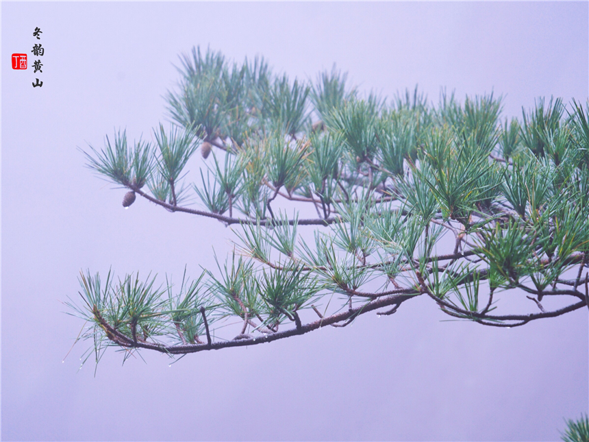 安徽黄山旅游必去十大景点推荐语,安徽登黄山旅游景点有哪些