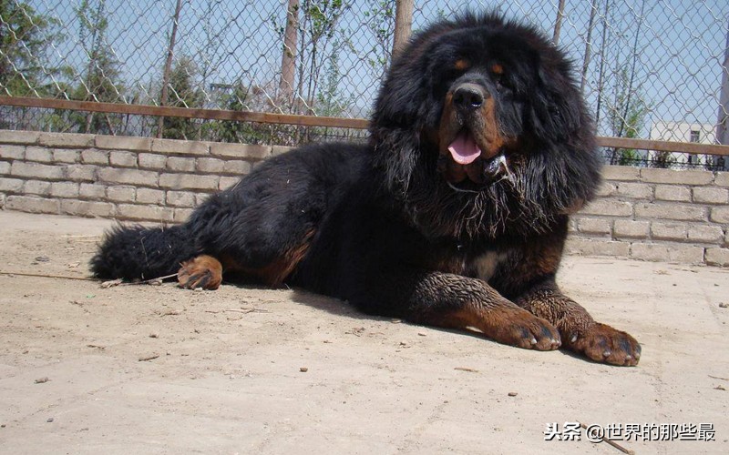 全球十大最凶猛犬类,全球最凶猛的狗排名