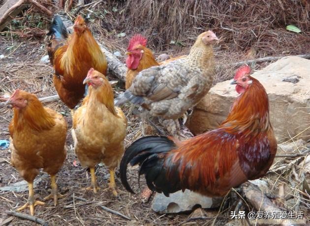 三句话告诉你鸡腿软是怎么回事？又应该怎么预防？