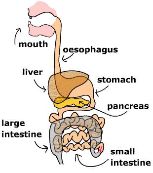 猫咪会长毛囊炎吗,猫咪会长老年斑吗