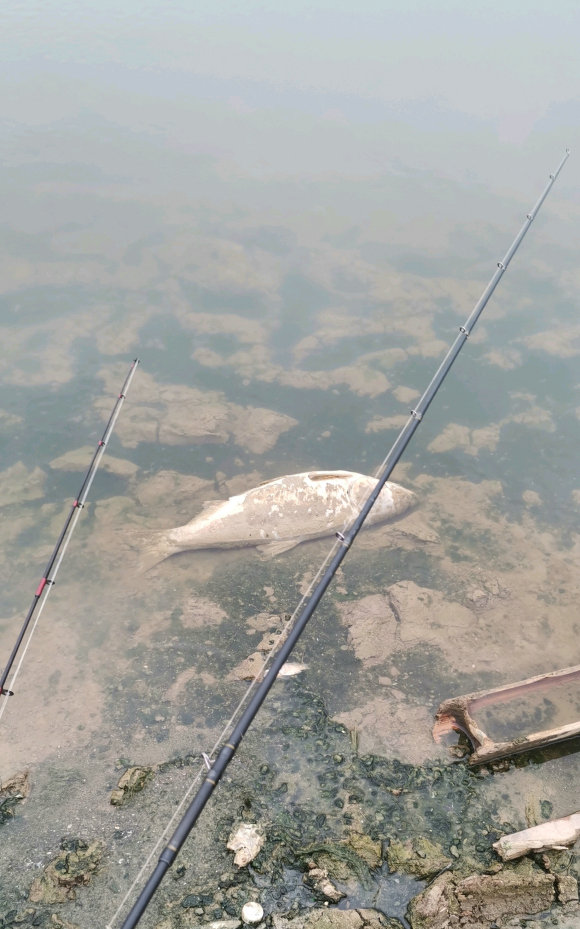 天气太冷好多鱼都冻死了,天太冷鱼被冻在河面