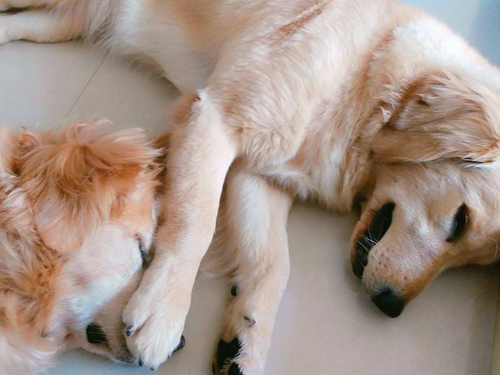 宠物金毛能活多少年,金毛等主人5年