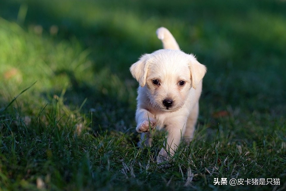 如何挑选看家护院的土狗狗,怎样挑选狗狗视频