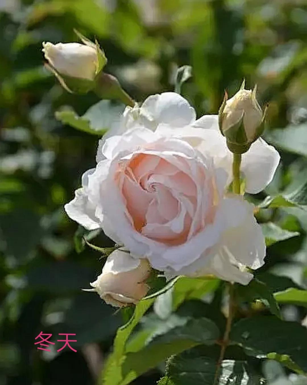 木村卓功推荐的月季,木村卓功月季