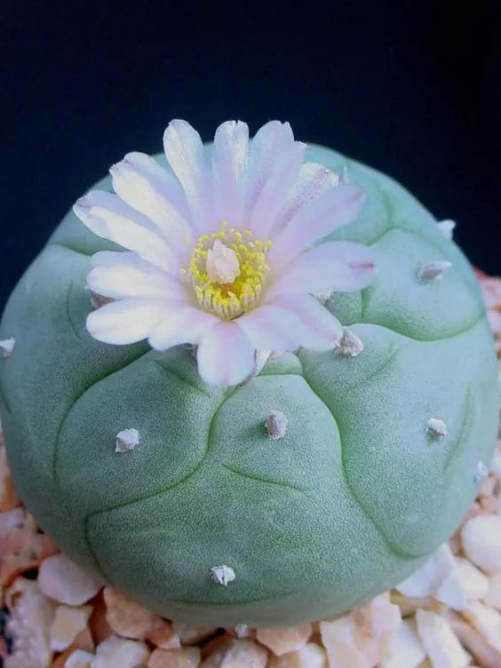 世界上最昂贵的花一朵价值1500万,世界上最高贵的花典雅图文