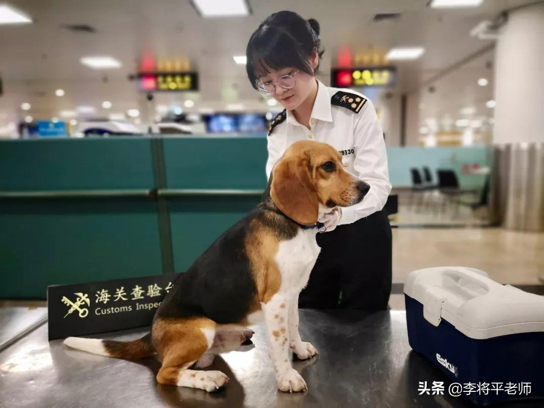 海关如何知道你带了活物入境?细数中国入侵生物中的英雄和耻辱们