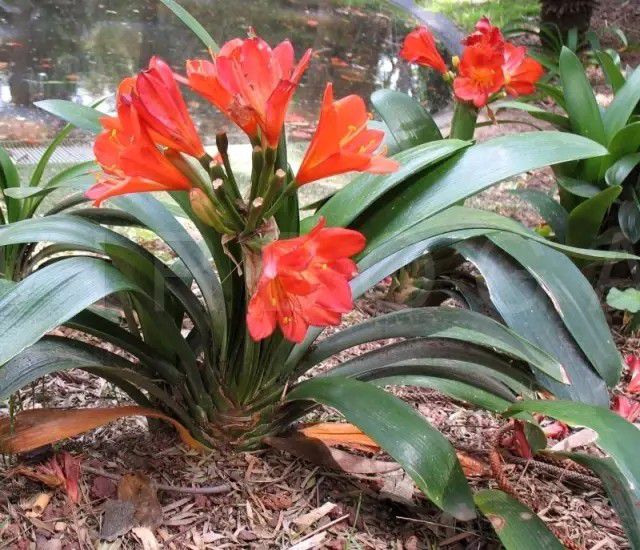 君子兰叶子有亮泽,君子兰最好的盆栽方法