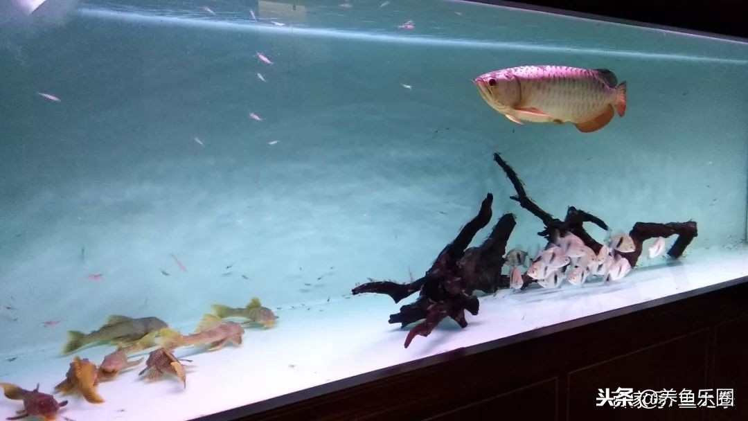 这位土豪家的渔场,光滤材就花了500多万,你确定不要见识一下?