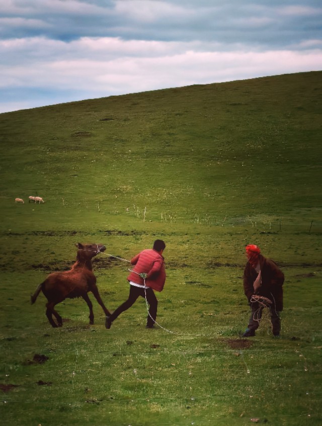 一条绝美草原之路,一条绝美的自驾公路