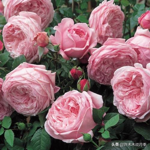 比较香又好养的月季 (颜值高又好养的月季适合阳台党的)