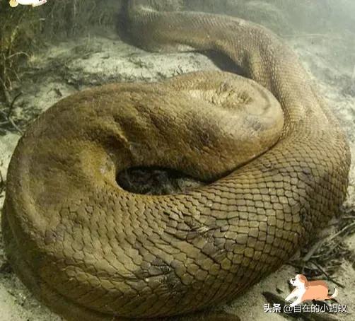 毒蛇最怕动物是什么,遇到毒蛇有哪些解决方法