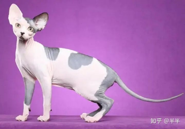 有哪些好看的家养猫,最适合家养的猫咪品种不掉毛