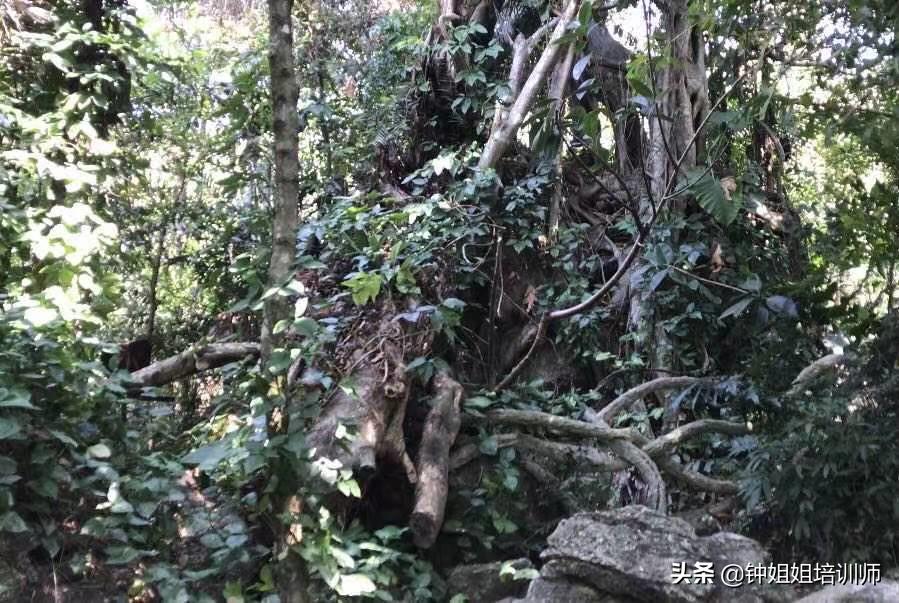 呀诺达半日游价格,呀诺达门票70岁有优惠吗