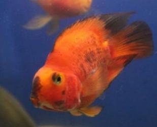 迷你鹦鹉鱼产卵后褪色怎么回事,迷你鹦鹉鱼胭脂粉为什么会褪色