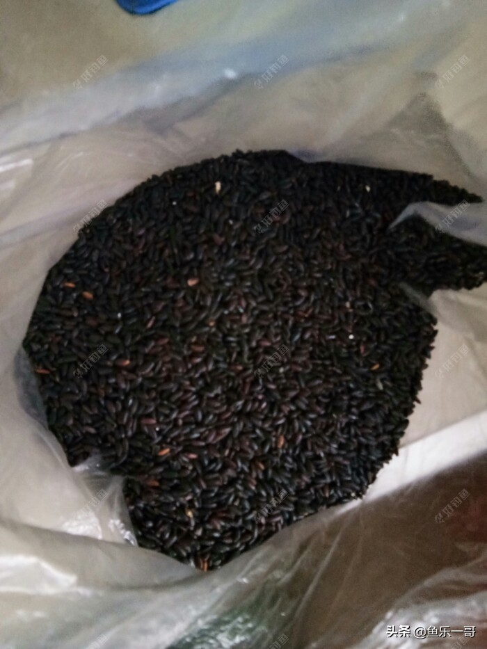 冬季黑米窝料野钓专用,钓鱼黑米打窝