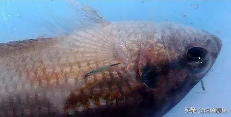 锚头蚤寄生虫怎样治疗,中国斗鱼寄生虫图片