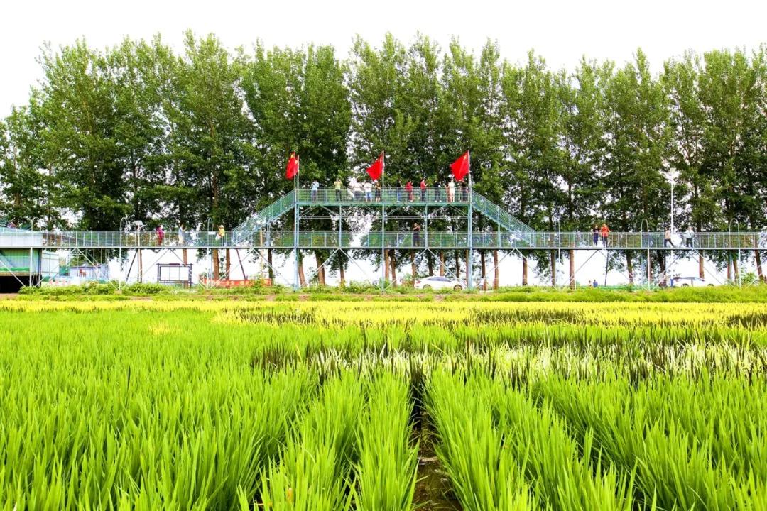 津门网金熙男:最美的稻田