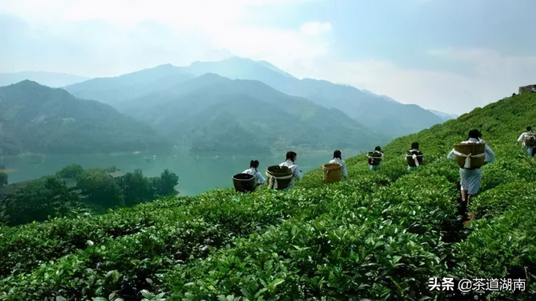 益阳茶文化的故事,安化茶叶历史传说