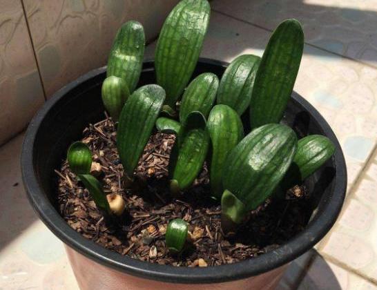 君子兰的养殖方法怎样移栽,君子兰分株移栽的方法