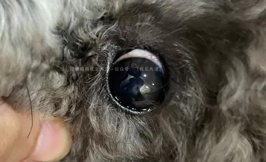 泰迪眼角膜溃疡穿孔多久能好,泰迪眼睛角膜炎多久能好