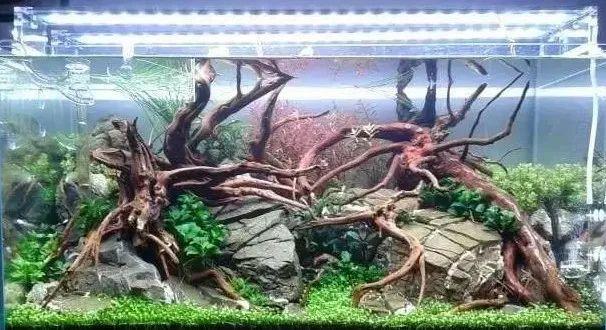 杜鹃根用什么水草造景好看,松皮石搭配杜鹃根造景图片