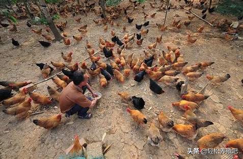 鸡毛颜色不好怎么办,鸡毛色泽不好看不长