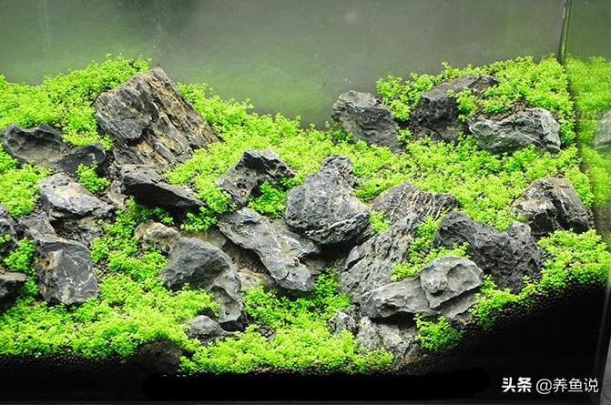 鱼缸为什么不推荐水草种子,水草种子种出来的水草真的不行吗