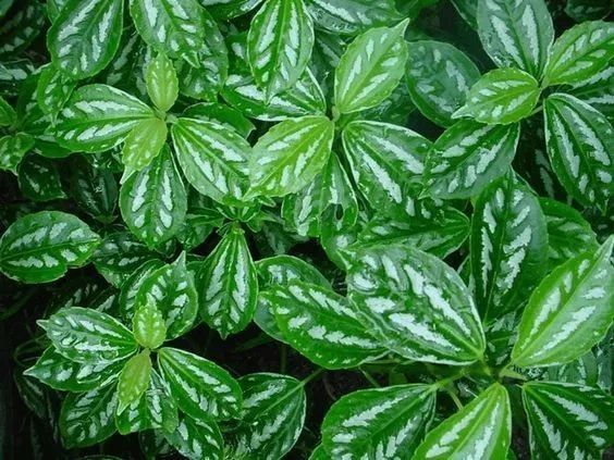 能吸甲醛的植物花卉,吸甲醛的十大植物有哪些