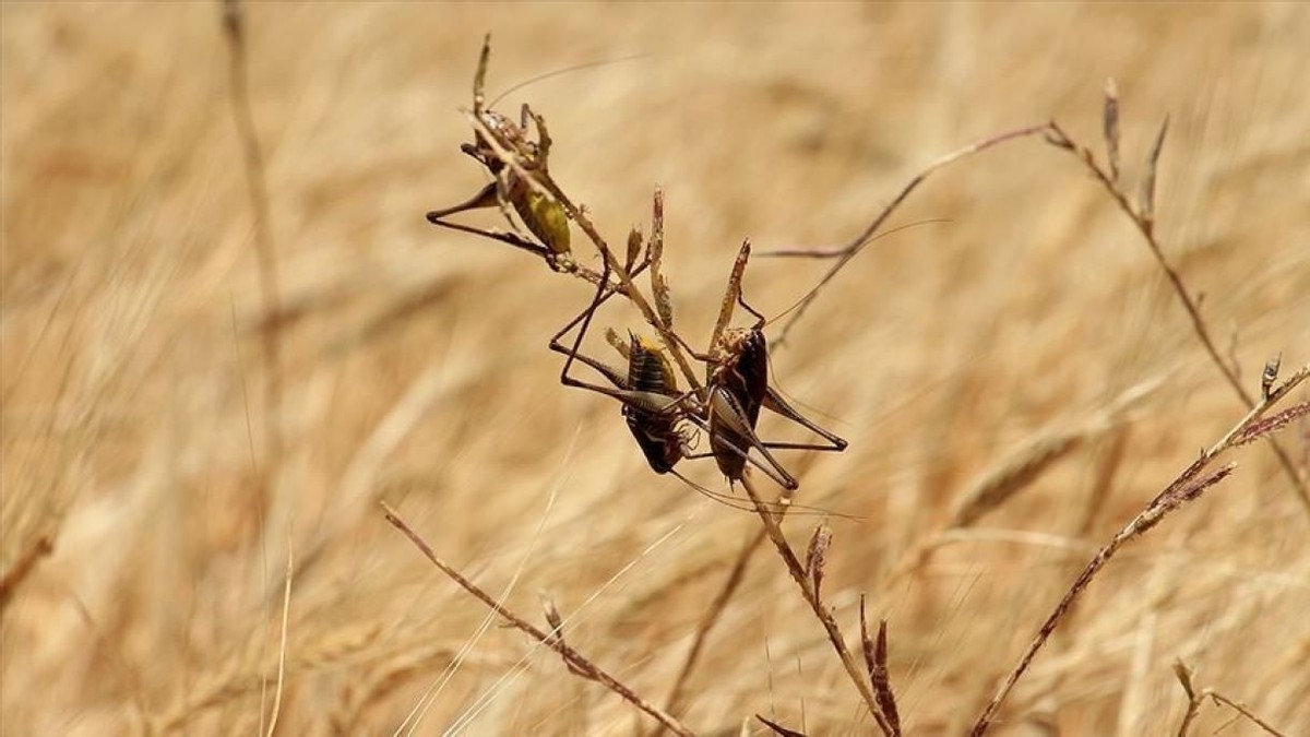 大米防止生虫密封用塑料袋可以吗,密封大米为什么还生虫蚂蚁庄园